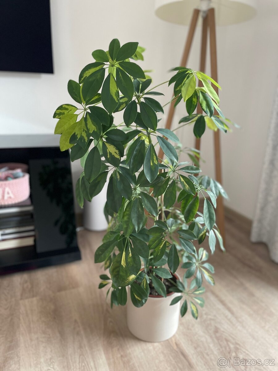 Pokojová kytka Schefflera