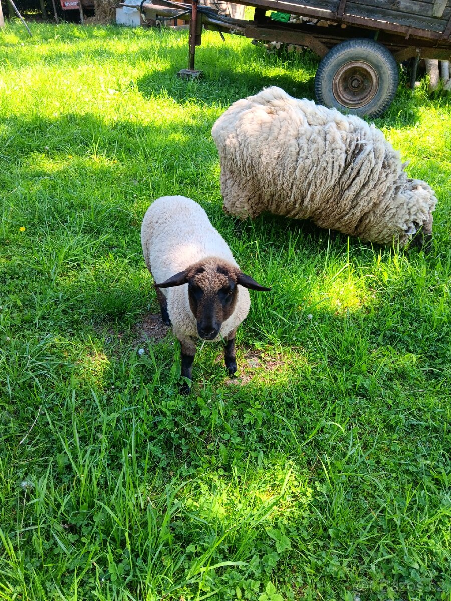 Jehně ovečka Suffolk