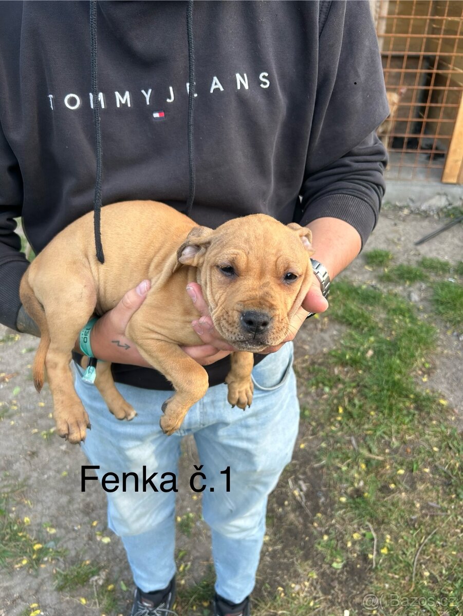 Americký pitbullterier