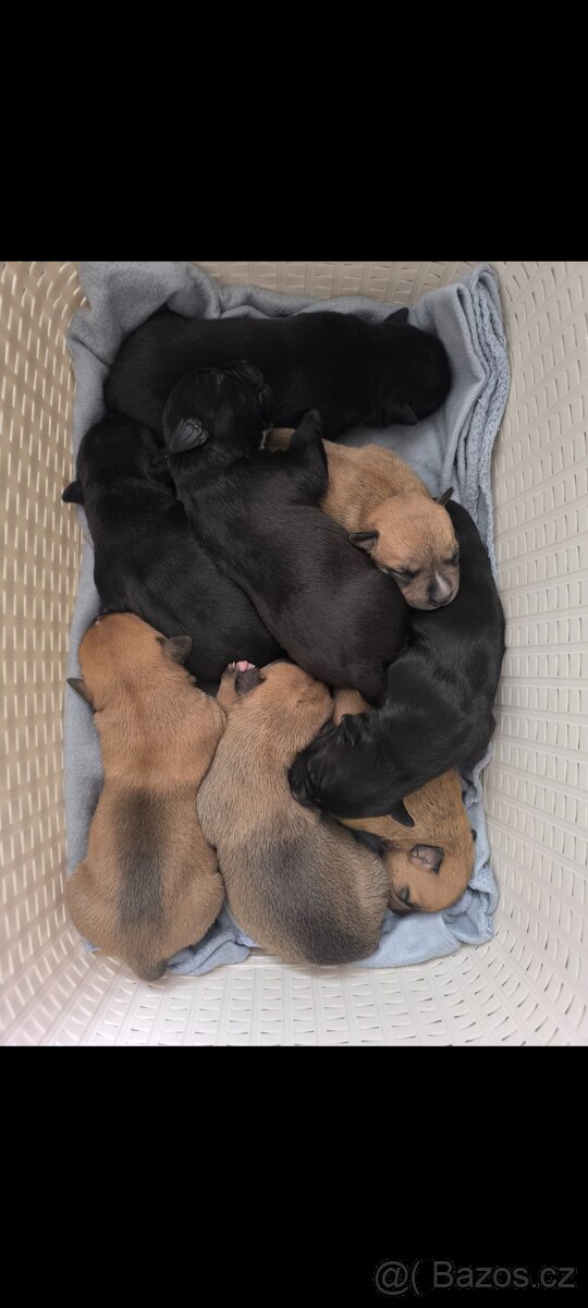 Štěňátka stafordšírskýho teriéra (amstaff)