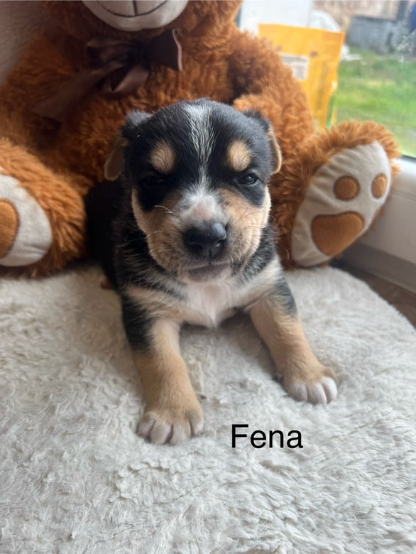 štěňátka Bordelkolie🐶