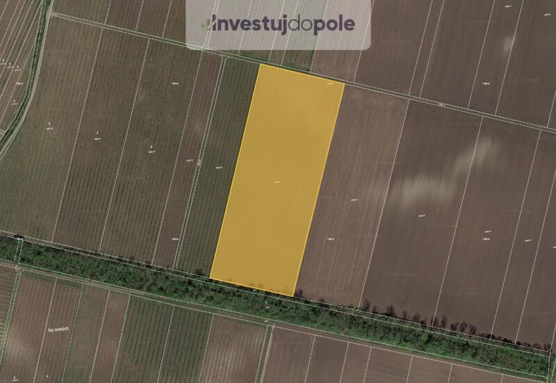 Prodej pole v k.ú. Novosedly na Moravě