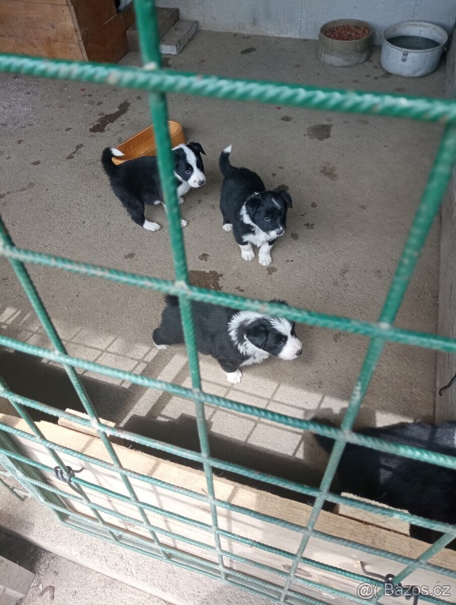 Border kolie
