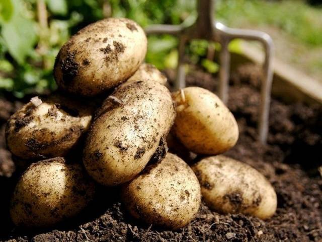 Prodáváme nové brambory a cibuli