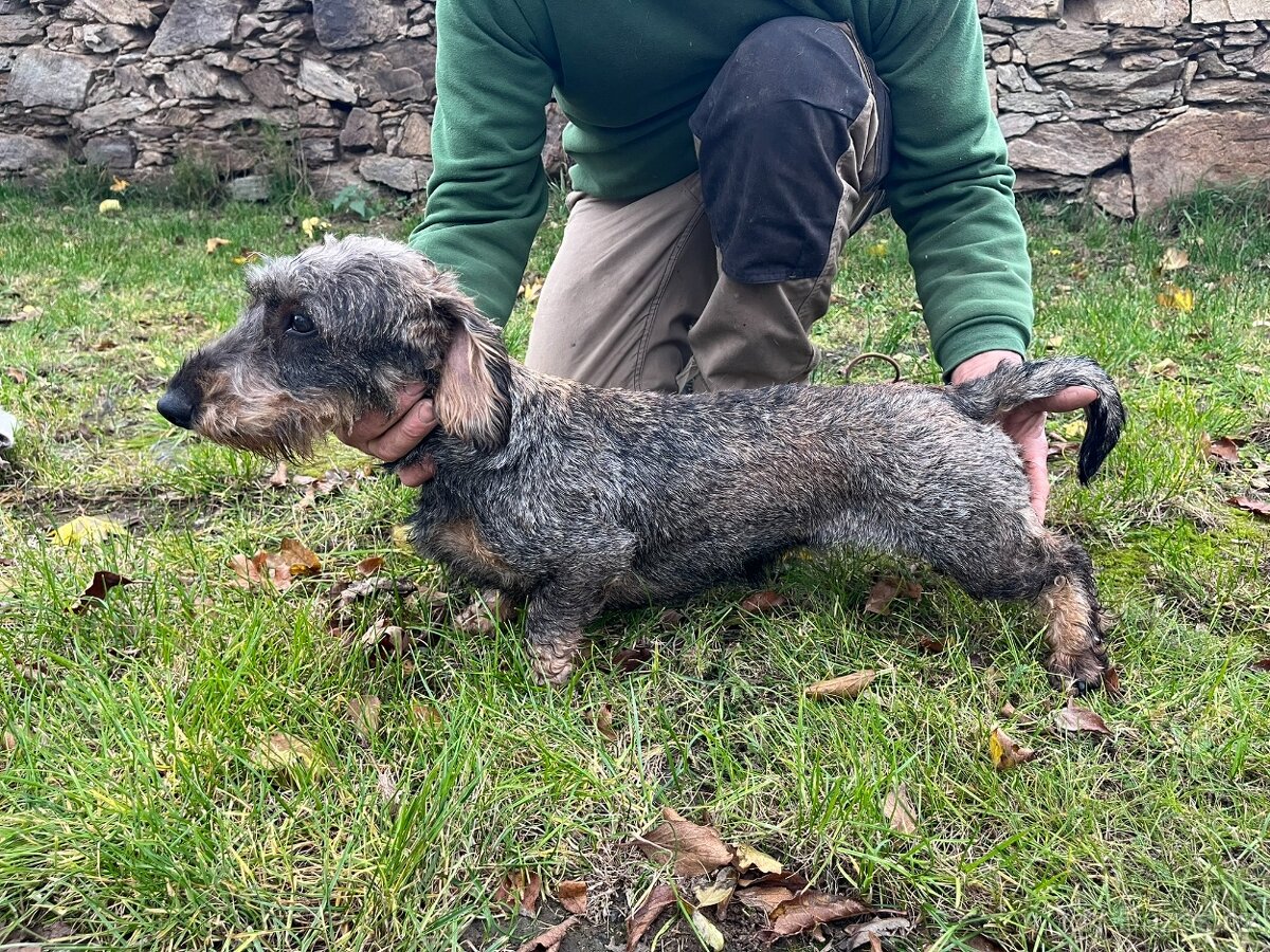 Jezevčík drsnosrstý standard