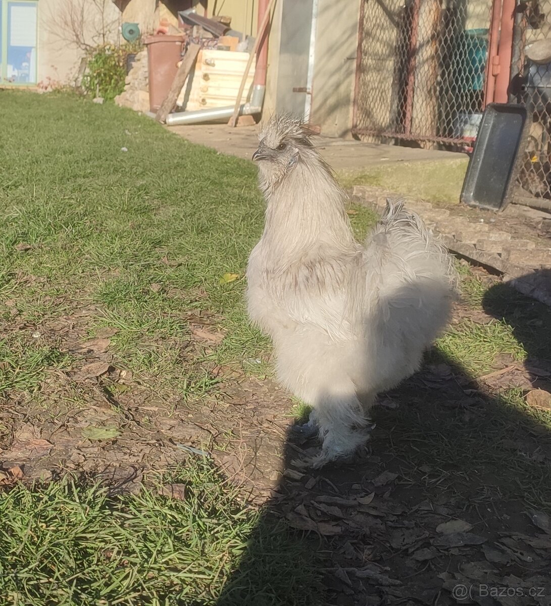 Hedvábnička velká vousatá