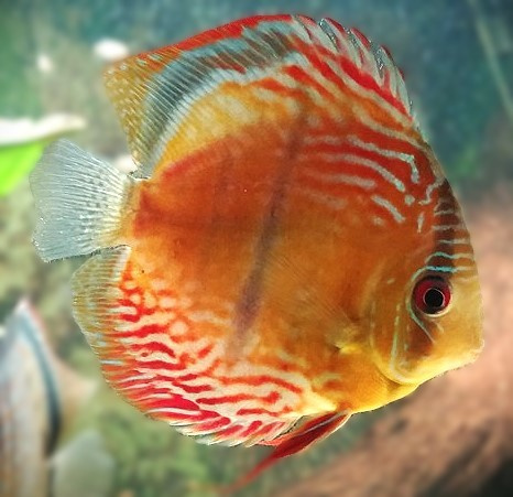 Prodej terčovců, L-sumců, skalár, rejnoků a jiných ryb