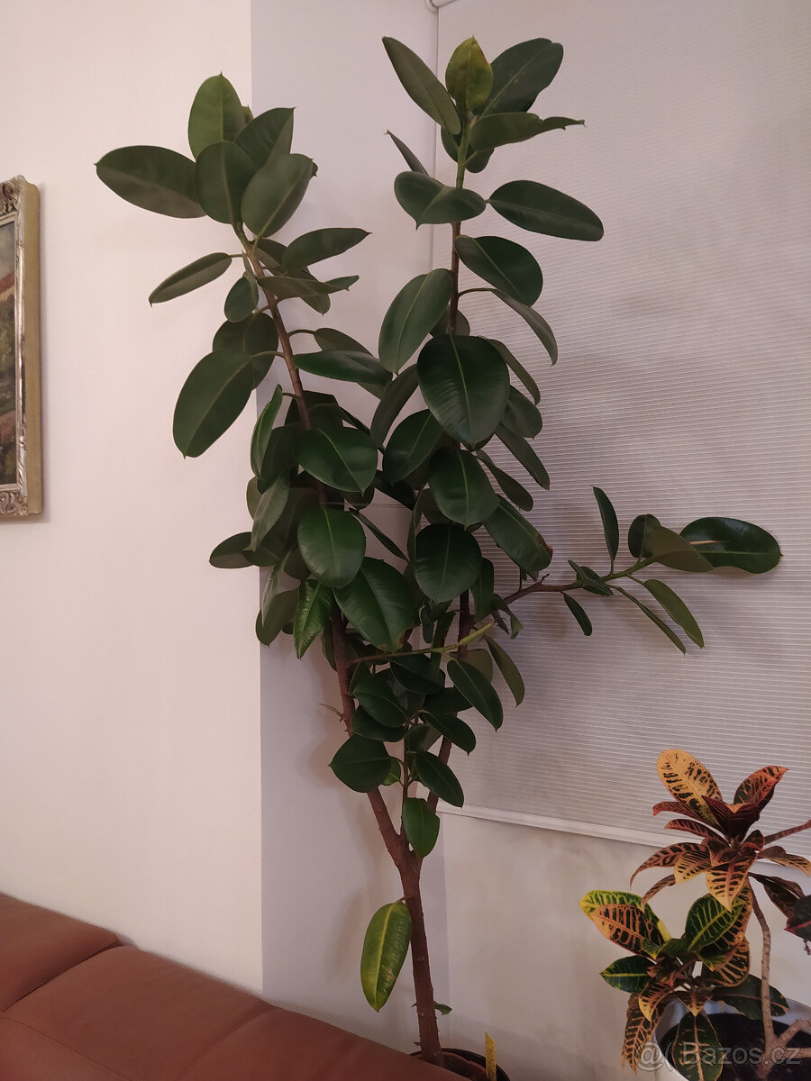 Fíkus (ficus)