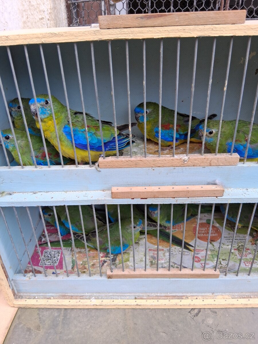 Neofema tyrkysová prodám