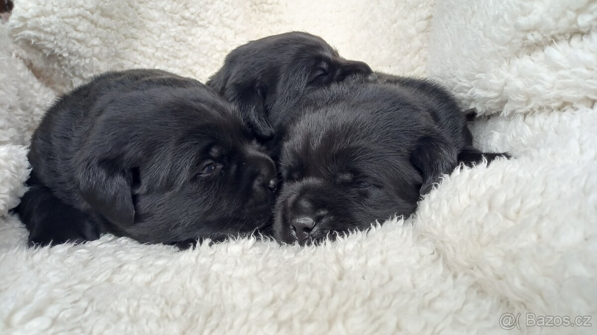 Labradorský Retrívr