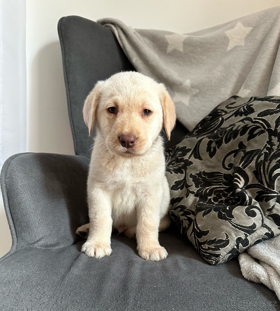 Bílý Kluk Cistokrevné štěňata labrador