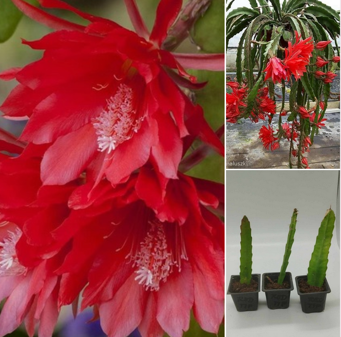 Epiphyllum ackermanii ,,Red Tip"