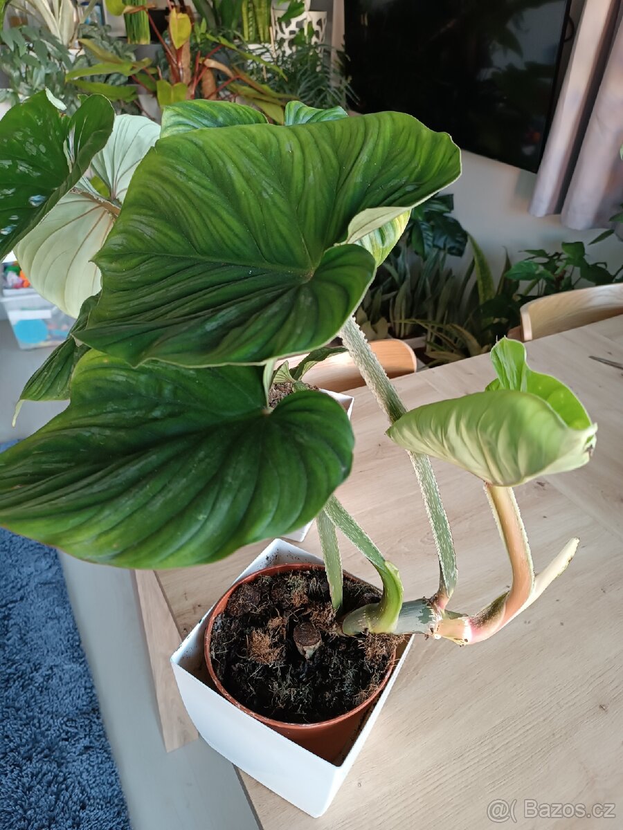 Philodendron plowmanii