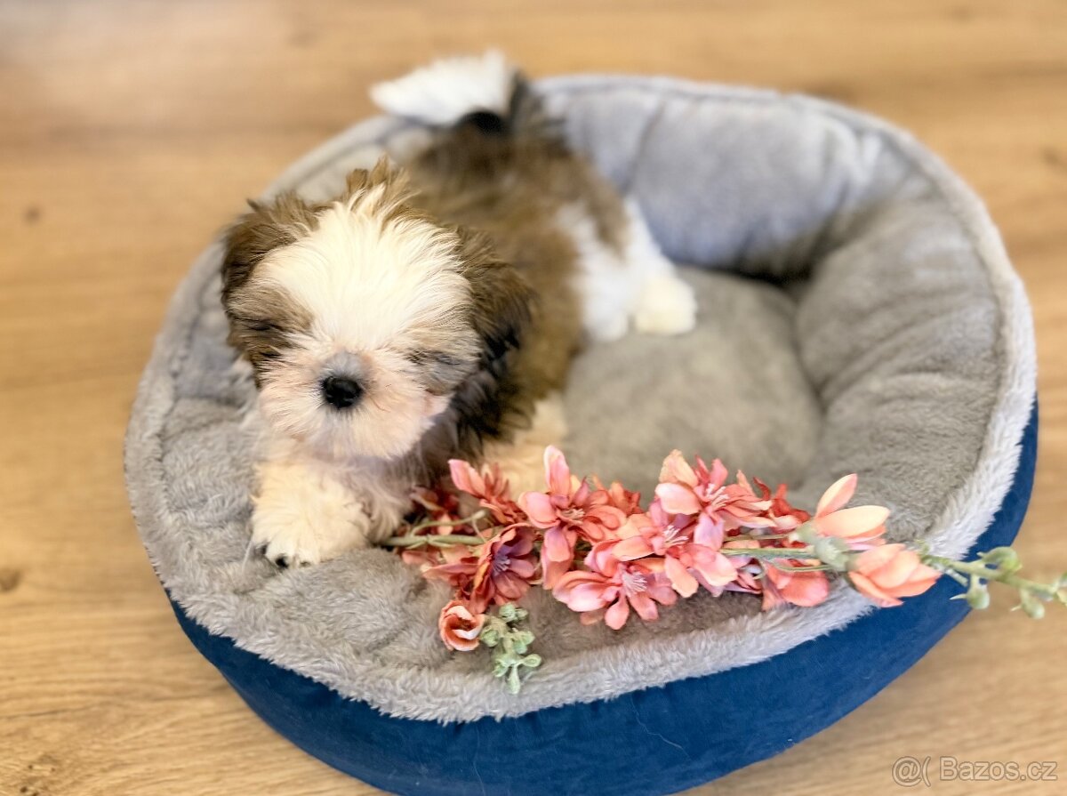 nejmilejší Shih-Tzu štěňátka