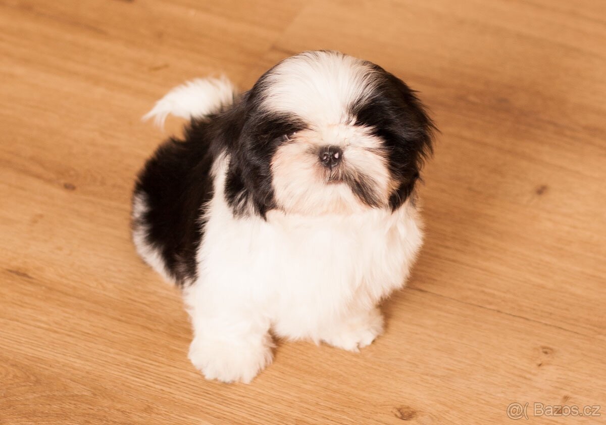 nejmilejší Shih-Tzu štěňátka