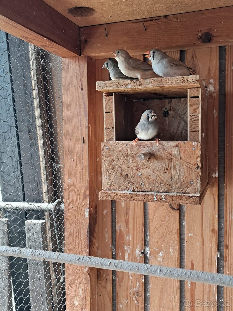 Žebřička pestrá - samci i samice