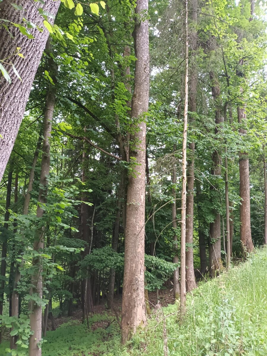 Prodej lesních pozemků Horní Hynčina