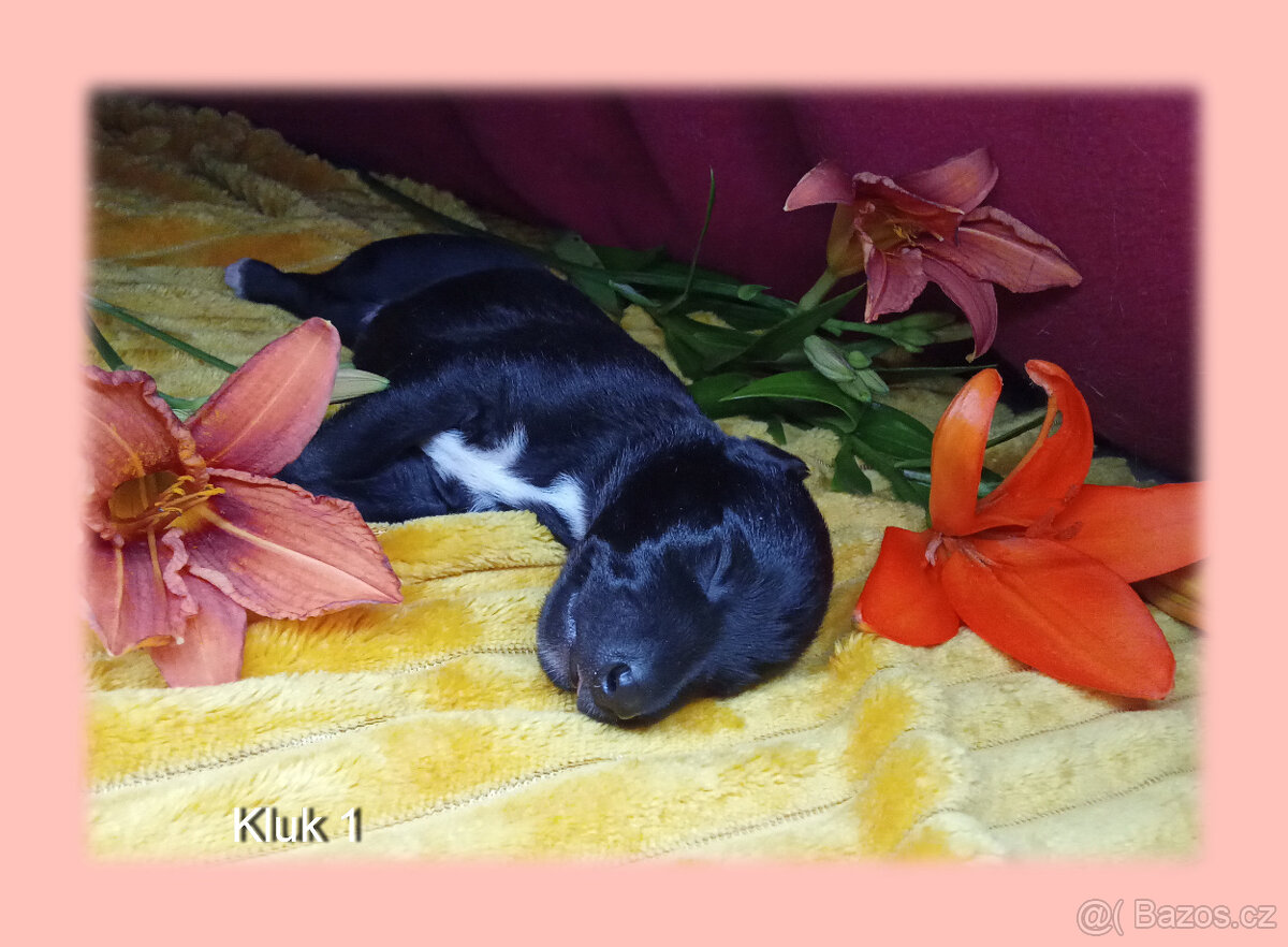 Whippet bez PP po obou rodičích s PP ( FCI).