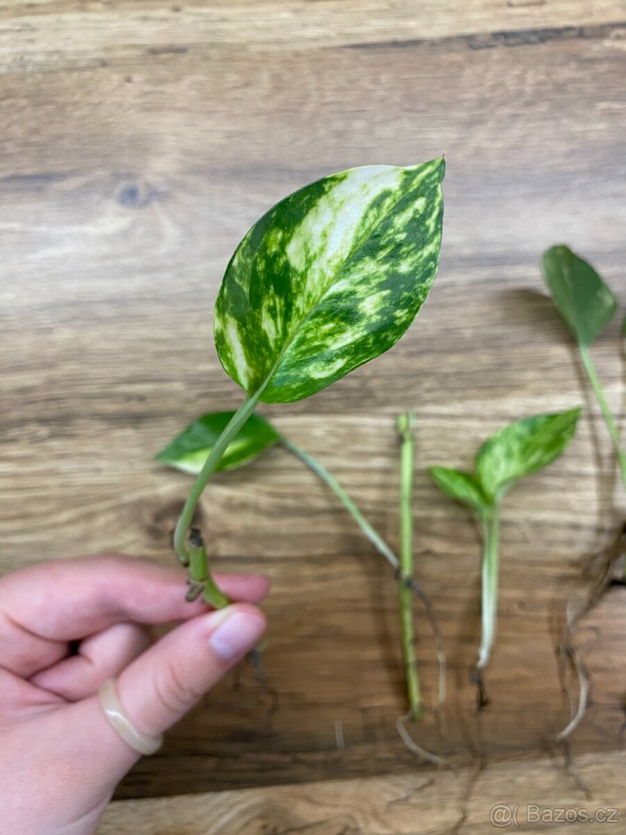 Epipremnum aureum - zakořeněné řízky