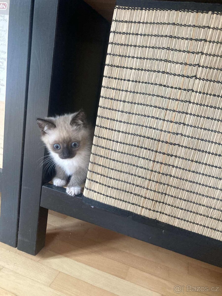 Britské kotě colorpoint