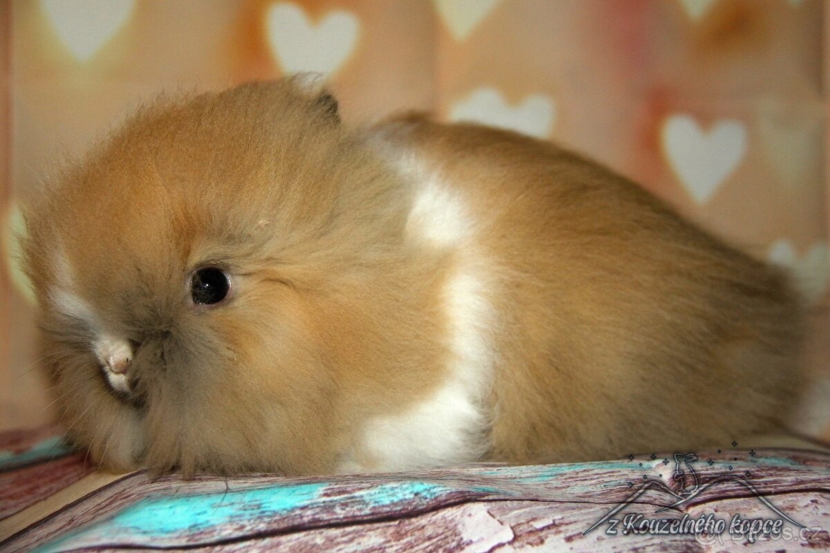 Zakrslý králíček Teddy s VP/samička XIERI_ doprava po ČR