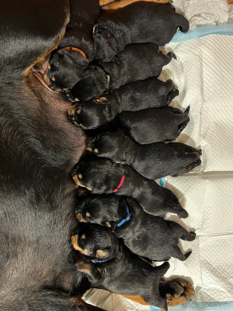 Rottweiler štěňátka – síla, srdce a věrnost v jednom