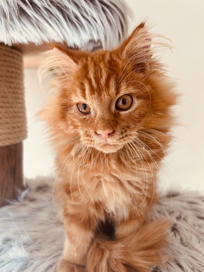 Mainská mývalí koťátka bez PP