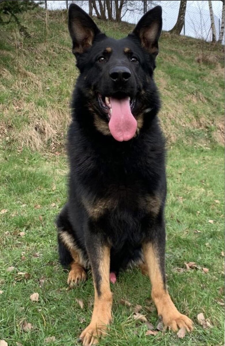 Německý ovčák s PP