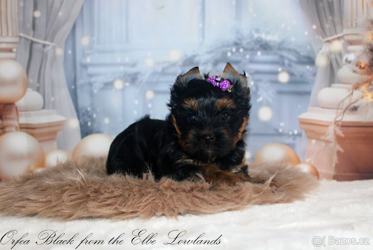 jorkšírský terier s pp fenka ( biewer )