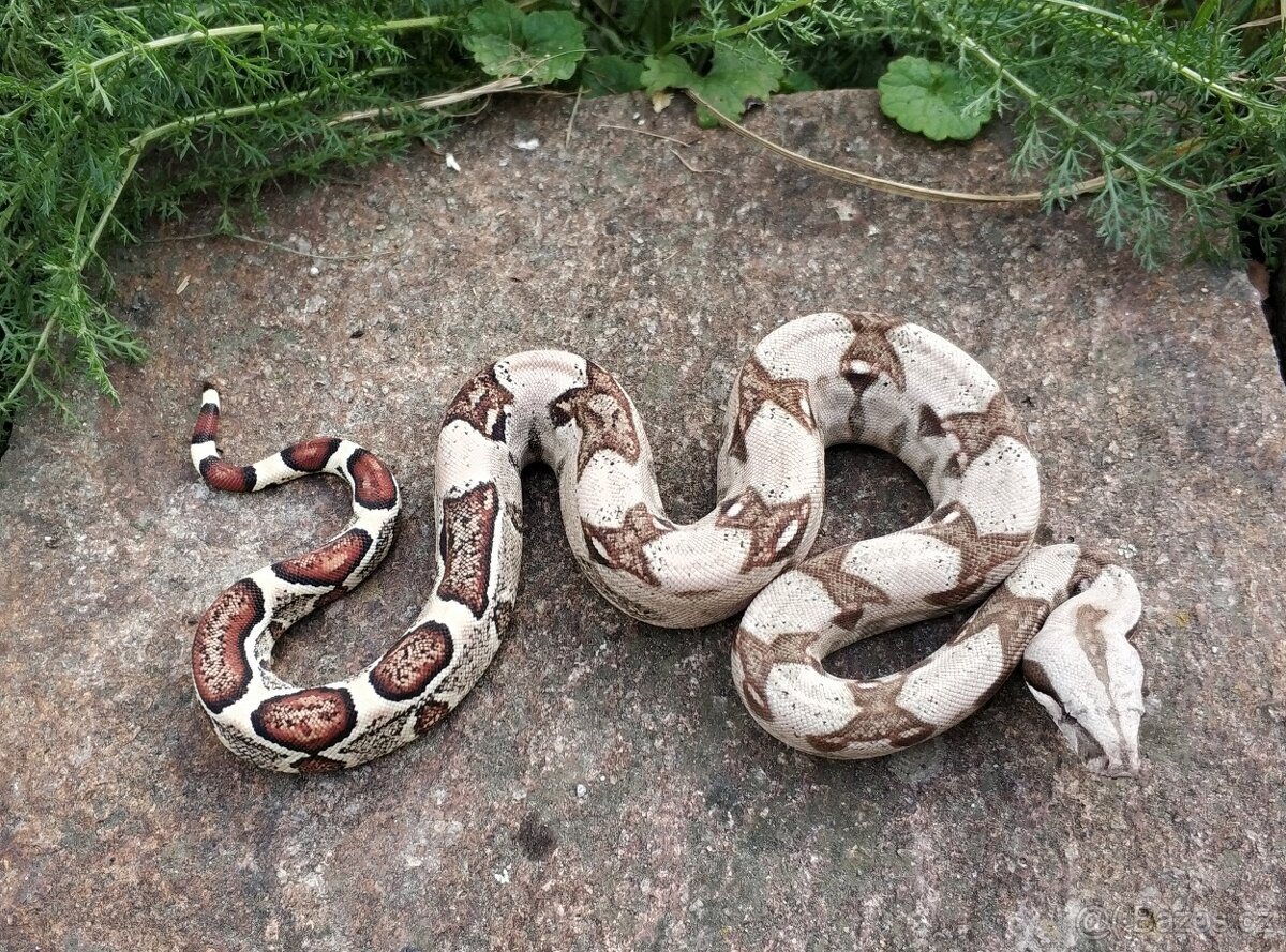 Boa imperator - Normal pos het Sterling Sharp Albino