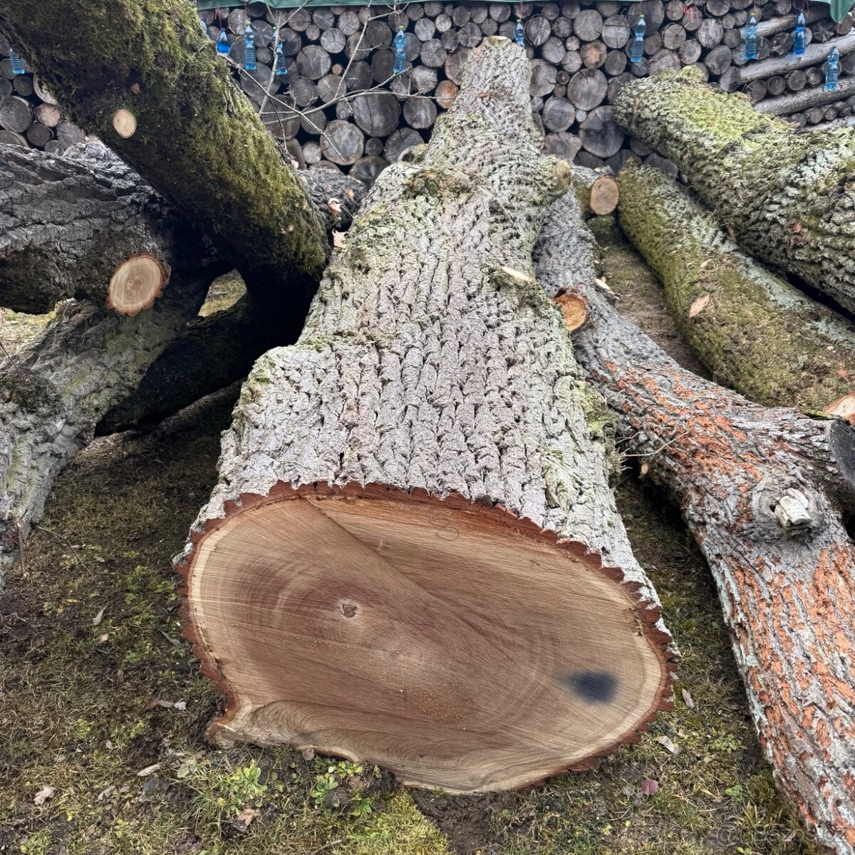 Dubová kulatina na řezivo - dubové kmeny