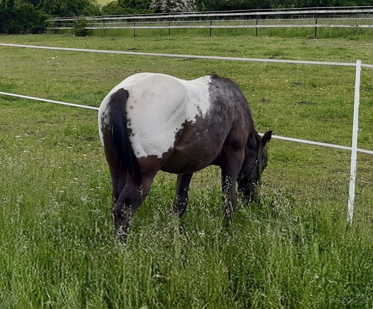 Appaloosa žrebček a valach