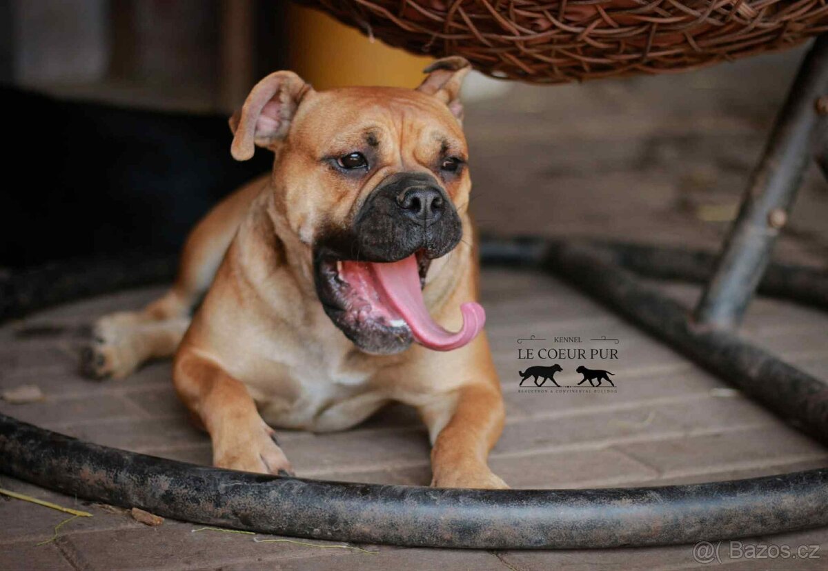 KONTINENTÁLNÍ BULDOK – CONTINENTAL BULLDOG s PP (FCI)