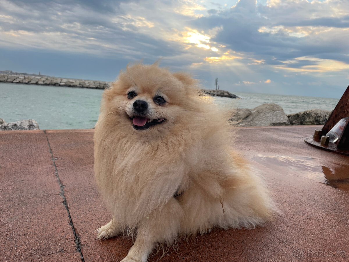 Hledáme nevěstu pro našeho krásného pomeraniana 🤍