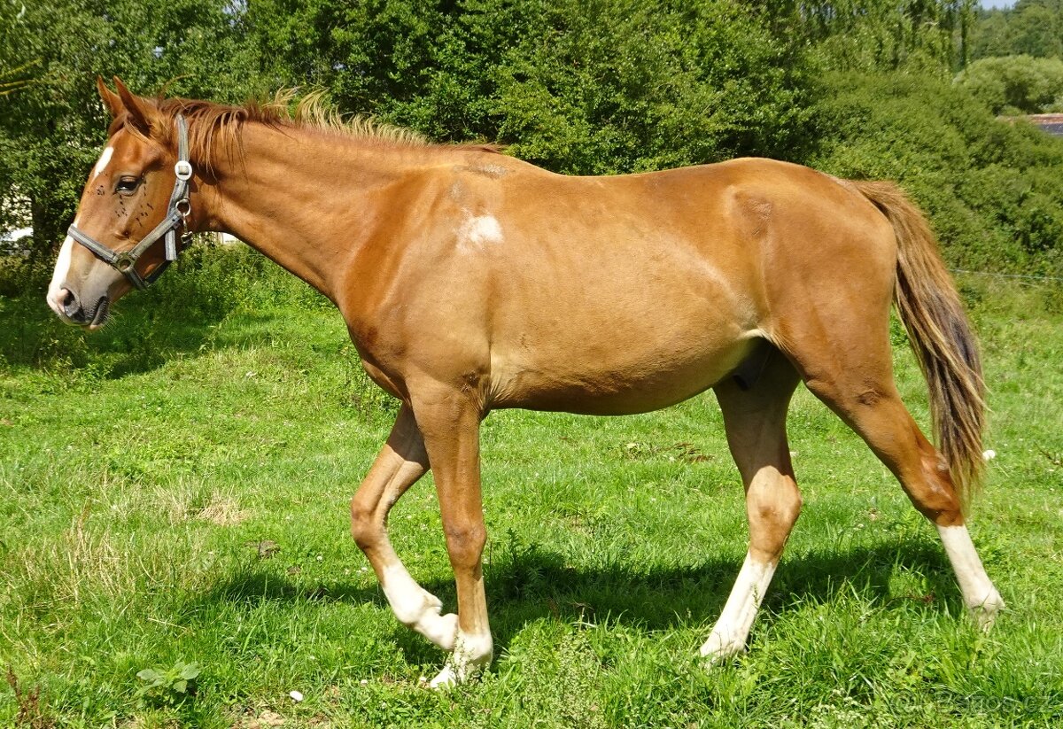 Prodám valacha Kůň Kinský,