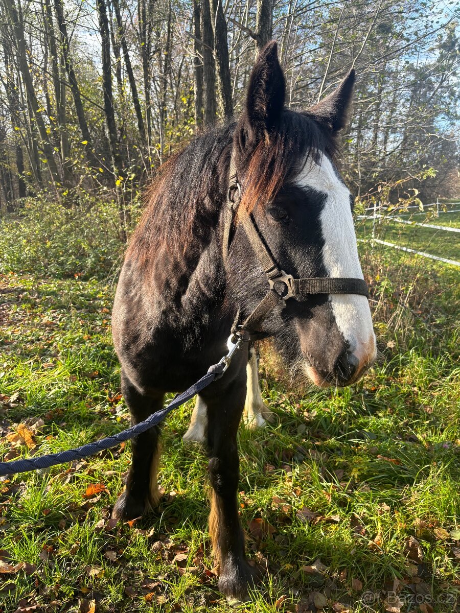 Irsky cob - I Výměna