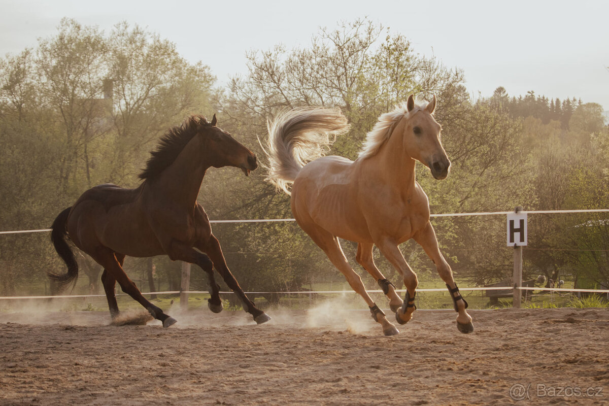 Klisna Rosa Kinská – krásná palomino