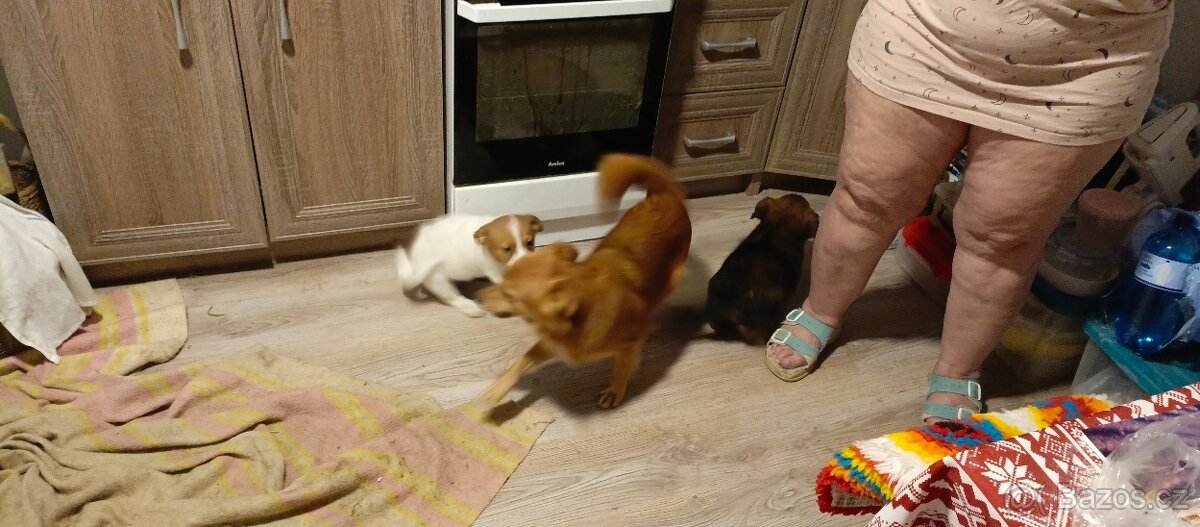 Štěňata kříženci