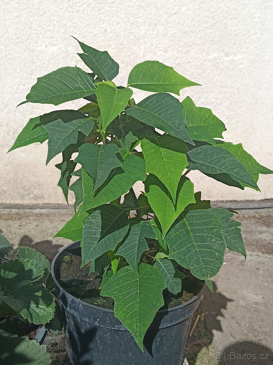 Vánoční Hvězda růžová