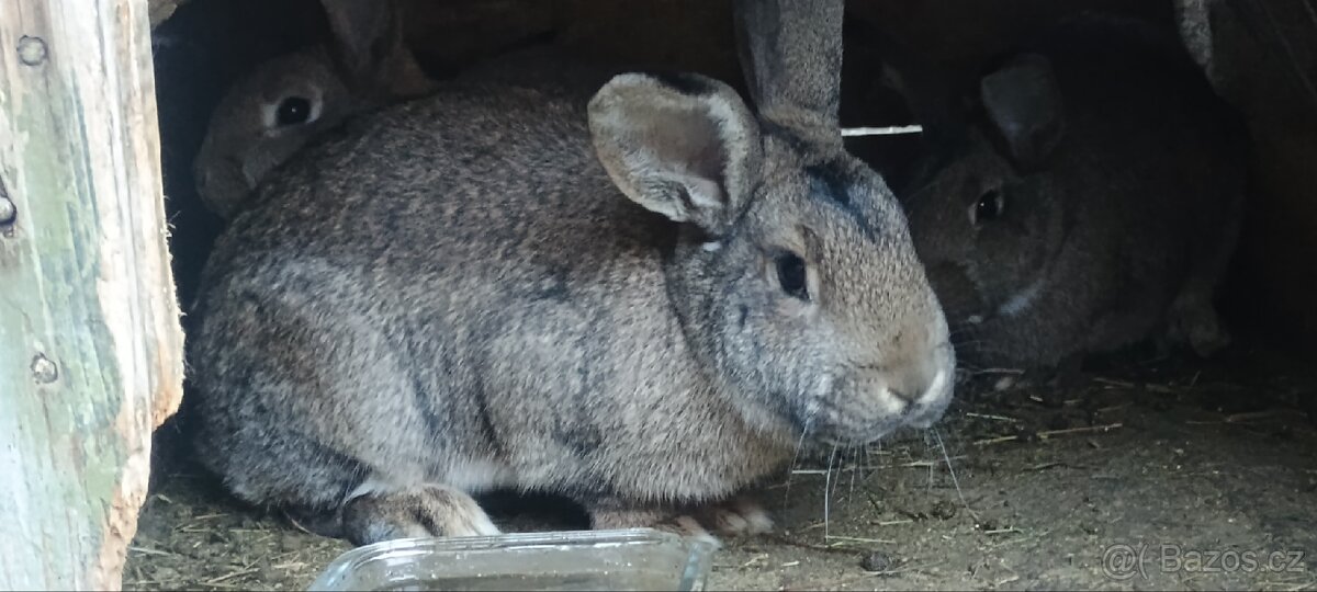 Nabízím králíky