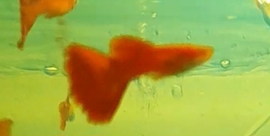 Čisté guppky, Mečovky,ancistruse.