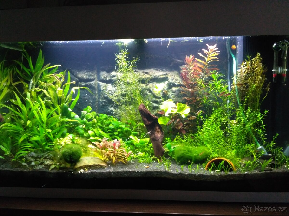akvarijní rostliny
