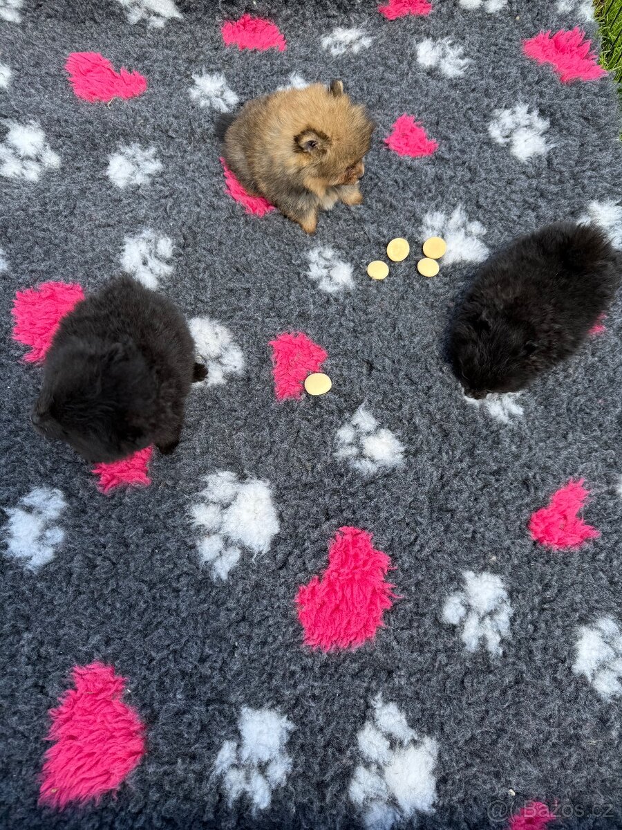 Pomeranian s PP