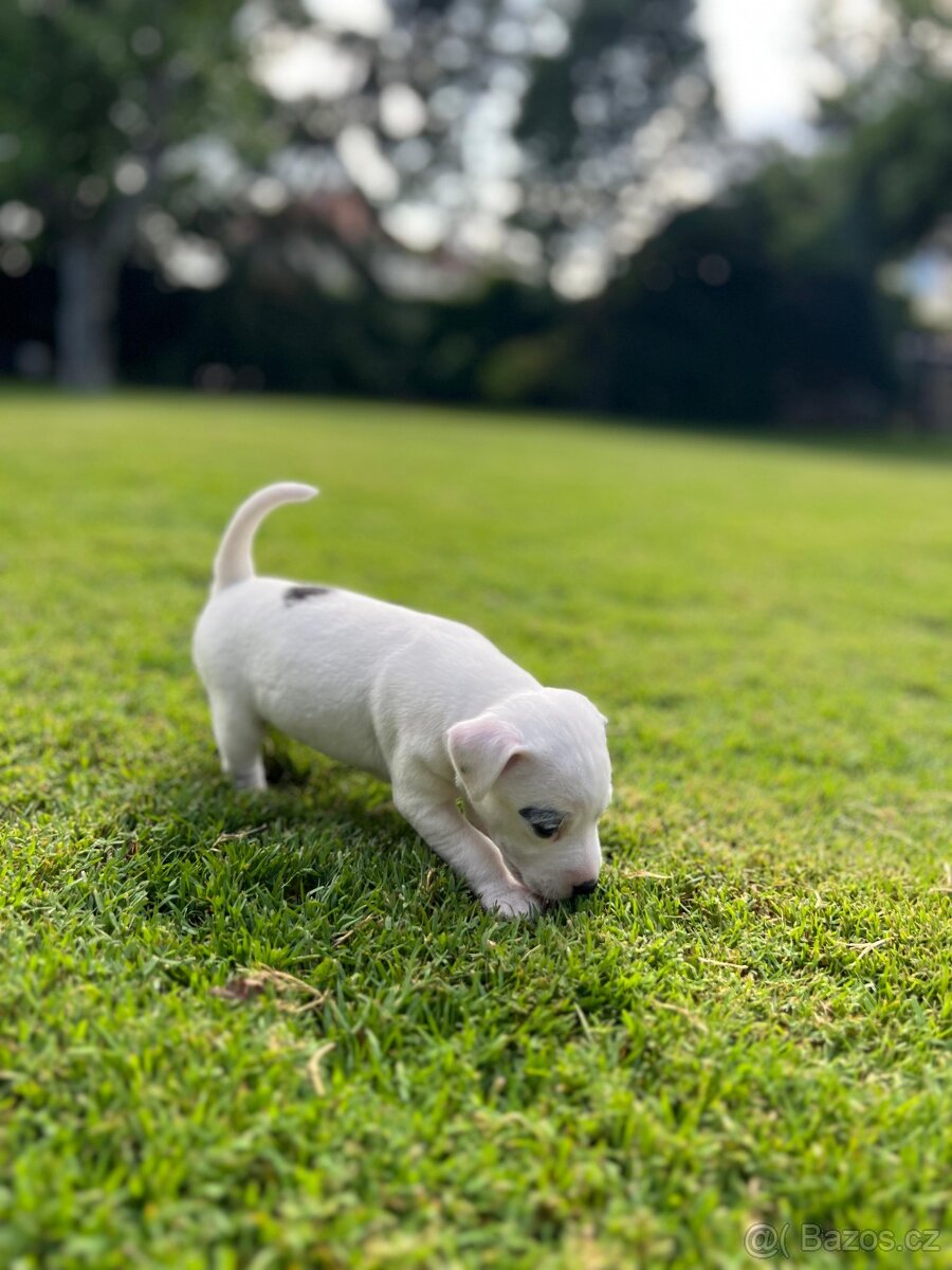 Jack russell terier
