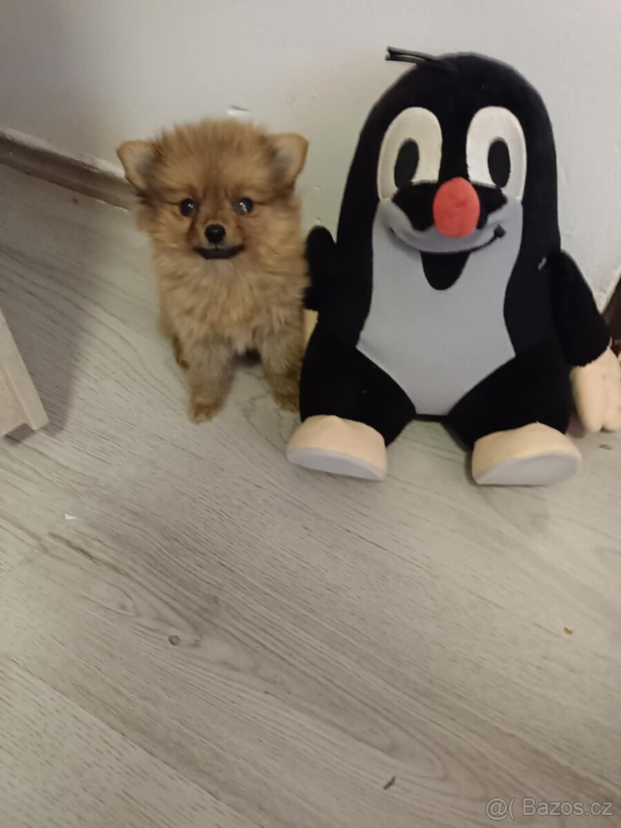 Pomeranian