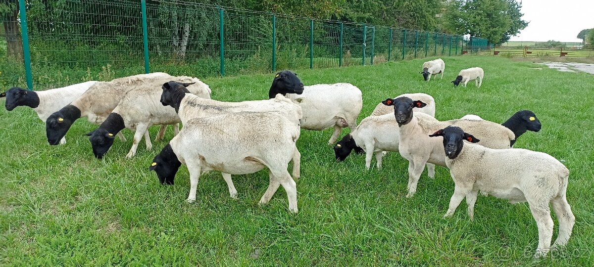 Berani a jehnice Dorper