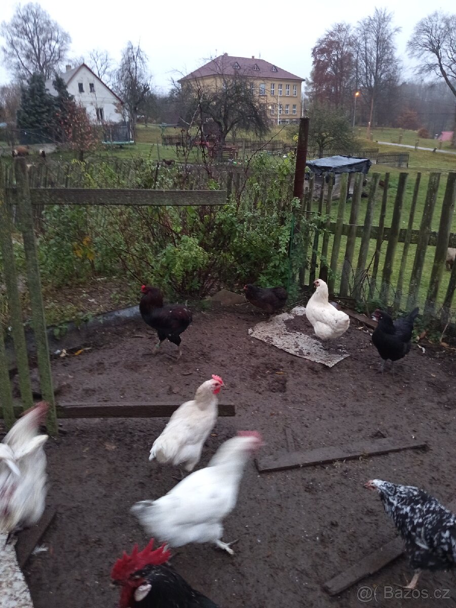 Arauka a div.zbarvena bez licousů