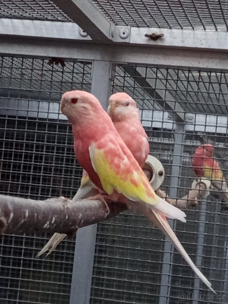 Neofema Bourek rubino