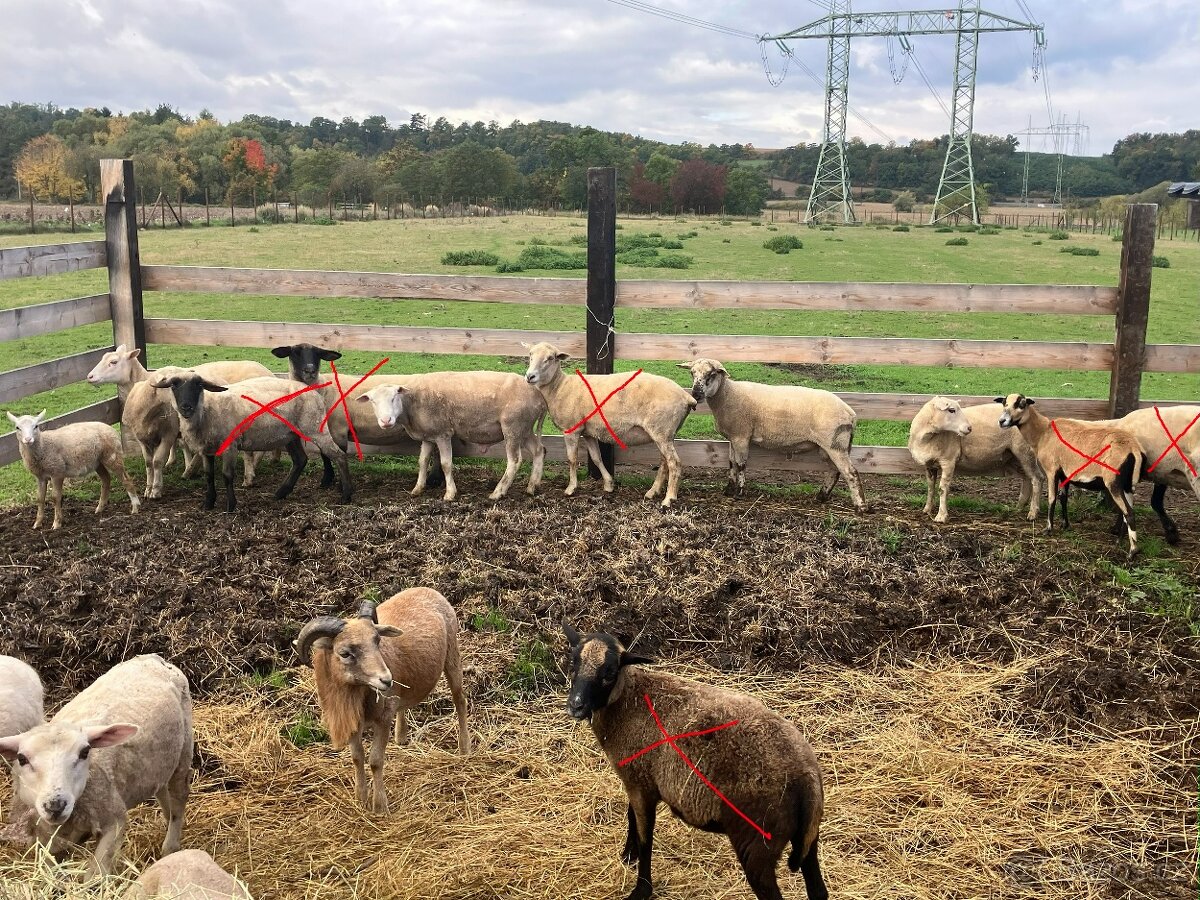 Ovce a berani různé, prodám nebo vyměním za seno