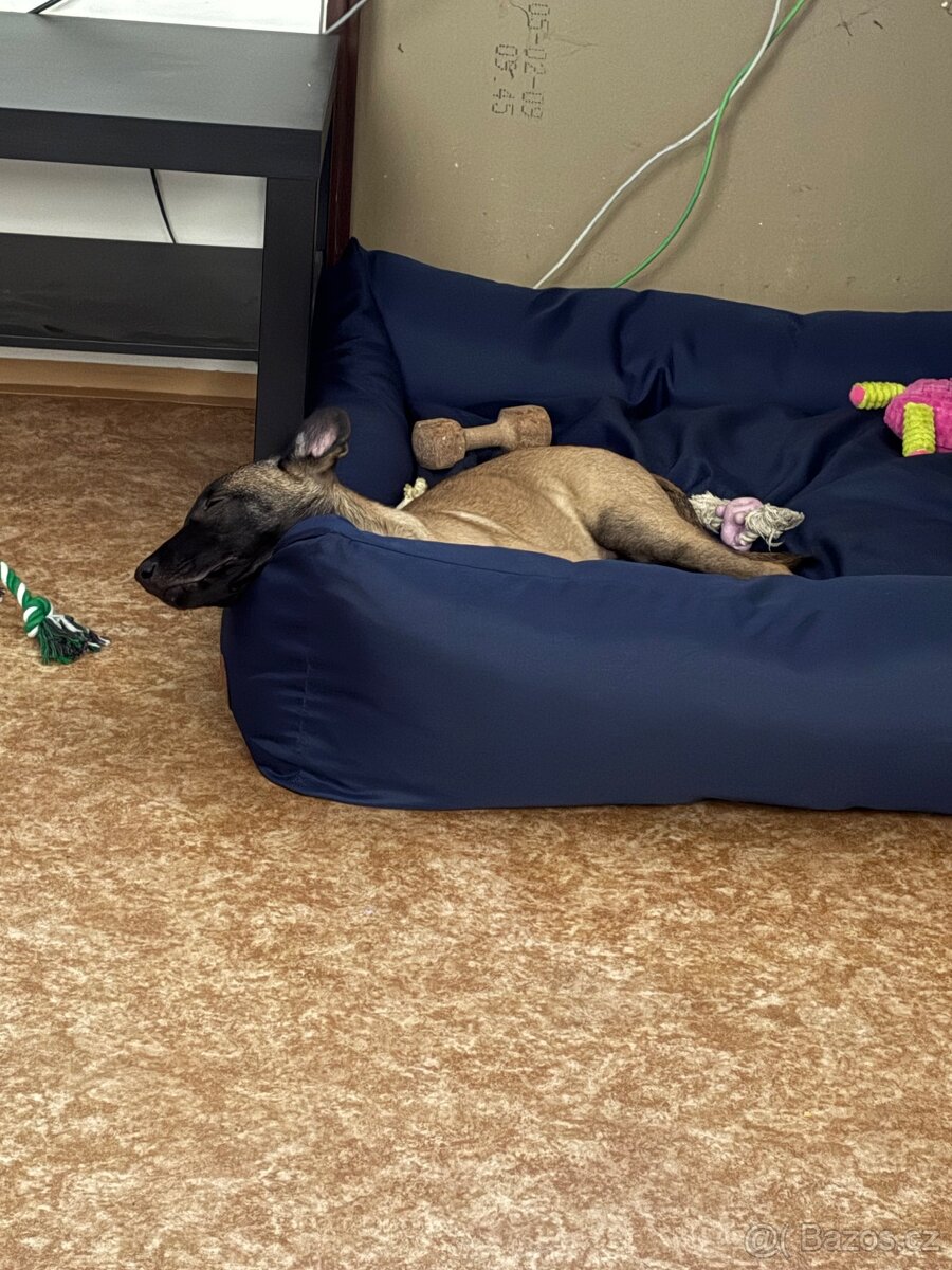 Belgický ovčák malinosi